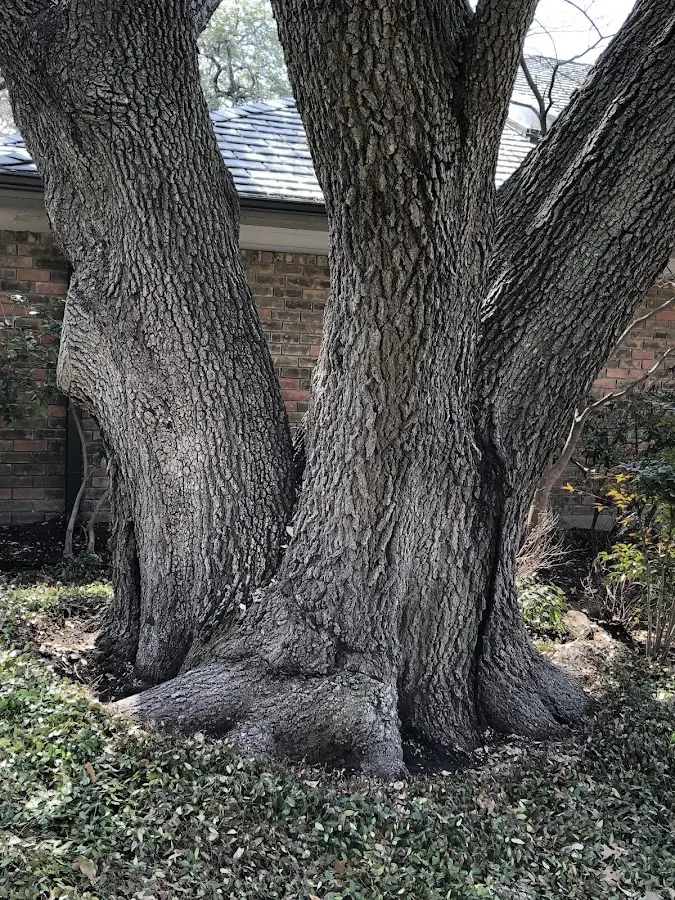 Mature heritage tree close to a Rainier property cared for by certified arborists
